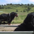 Aktiviteter Berner Sennen er en hund, der kan deltage i mange forskellige aktiviteter, at anskaffe sig en Berner og ikke foretage sig noget med den er efter min mening synd.