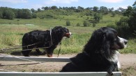 Aktiviteter Berner Sennen er en hund, der kan deltage i mange forskellige aktiviteter, at anskaffe sig en Berner og ikke foretage sig noget med den er efter min mening synd.
