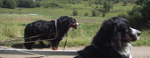 Berner Sennen er en hund, der kan deltage i mange forskellige aktiviteter, at anskaffe sig en Berner og ikke foretage sig noget med den er efter min mening synd.