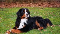 Mine hunde Jeg har haft Berner Sennen siden 1984 og kan ikke forestille mig et liv uden en Berner ved min side.