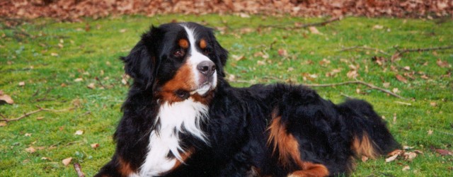 Jeg har haft Berner Sennen siden 1984 og kan ikke forestille mig et liv uden en Berner ved min side.