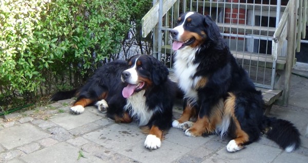 Det var ikke dårligt