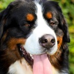 Bosco